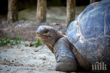 глобиха жена 400 евро разхождала костенурката рим