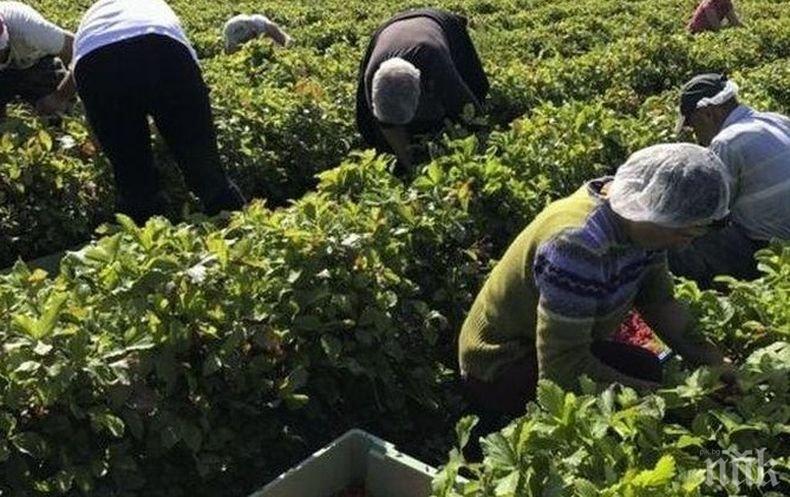 Британски медии: Румънски сезонни работници пристигат на Острова