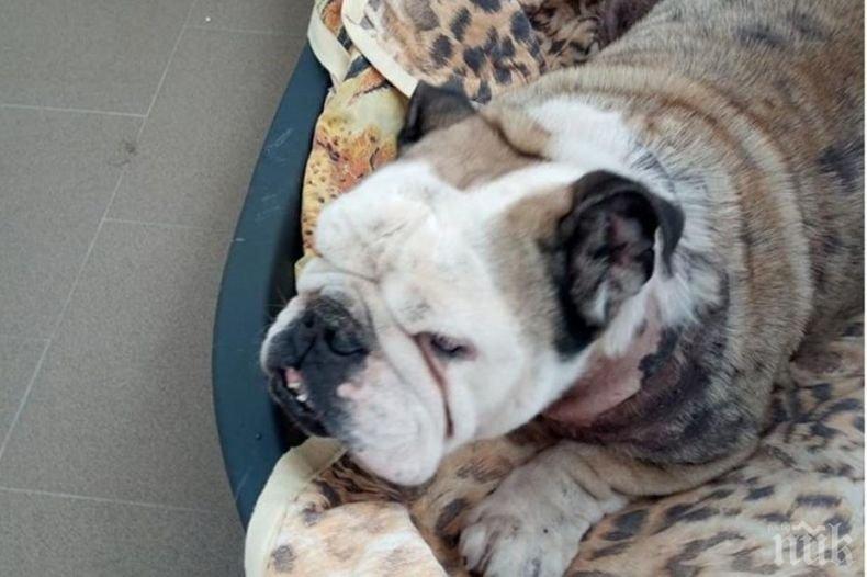 Безотговорни стопани изоставиха 9-годишен булдог пред приюта в Слатина