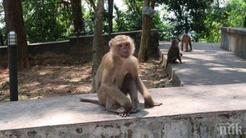 Маймунки си устроиха водно парти в празен хотел (ВИДЕО)