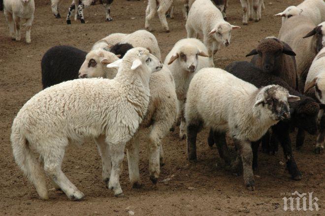 Откраднаха агнета и овце за 5000 лв. от обор в Монтанско