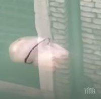 Заснеха огромна медуза във водите на Венеция (ВИДЕО)
