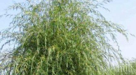 учени откриха лек рак ствола листата върбата