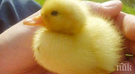 куриоз жена излюпи патенце сутиена