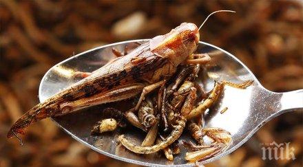 чака учени насекомите храната бъдещето
