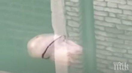 заснеха огромна медуза водите венеция видео