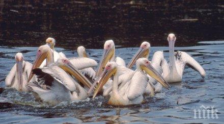 хиляди розови пеликани оцветиха атанасовското езеро бургас