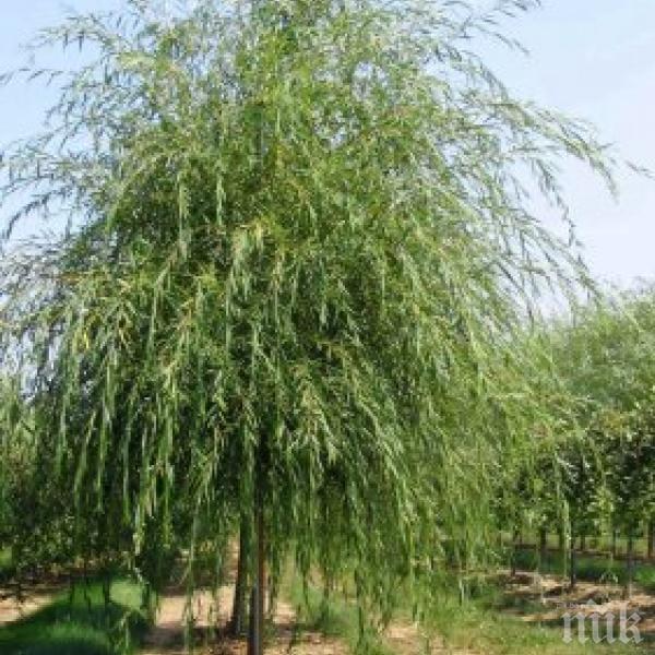 Учени откриха лек срещу рак в ствола и листата на върбата