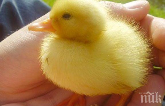 КУРИОЗ! Жена излюпи патенце в сутиена си