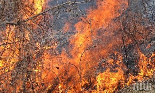 СТИХИЯ: Пожар гори на границата ни със Сърбия