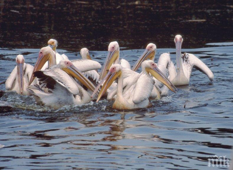 Хиляди розови пеликани оцветиха Атанасовското езеро до Бургас