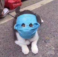 ЗАРАЗЕНИ: Две домашни котки в Ню Йорк пипнаха коронавирус 