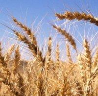 Русия прекратява износа на зърно
