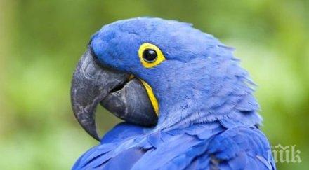 папагалите гарваните имат изключително големи мозъци