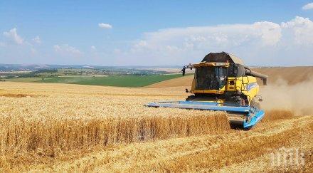 останем без хляб житните посеви област добрич заплаха