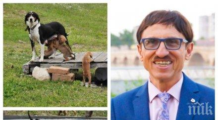 милко калайджиев приюти бременна кучка емнаха кастрирана