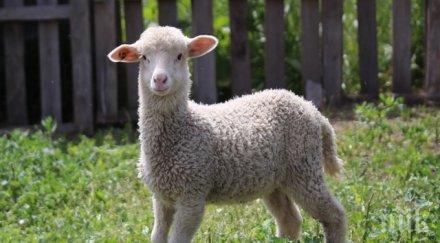 мъж прескочи карантината купува агне