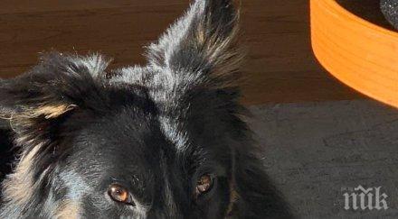 тренират кучета подушват новия covid