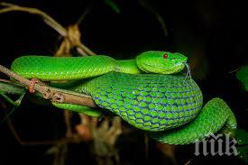 откриха нов вид отровна змия кръстиха герой хари потър