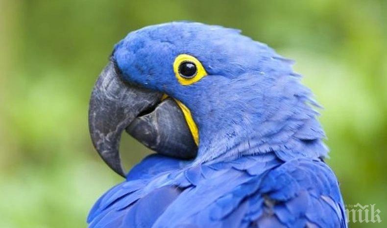 Папагалите и гарваните имат изключително големи мозъци