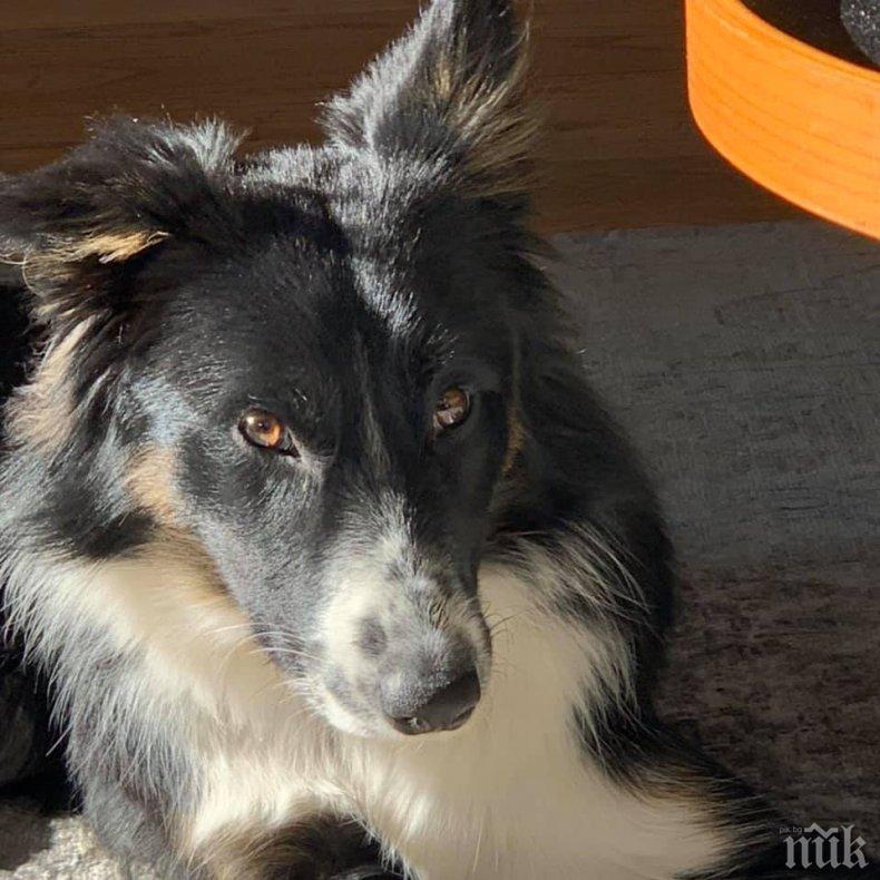 Тренират кучета да подушват новия COVID-19