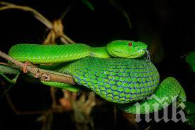 Откриха нов вид отровна змия, кръстиха я на герой от Хари Потър 