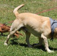 В Монтана ще разхождат кучета само с платена такса