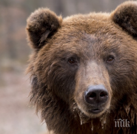 ДИВОТО ЗОВЕ: Спипаха мечока-беглец Папийон в Алпите
