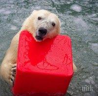ФАТАЛНА ЛЮБОВ: Разгонен мечок уби женската си в руски зоопарк 
