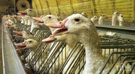 франция спря вноса българия фоа гра