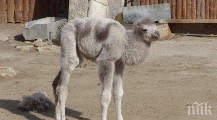 бяло камилче роди зоопарка варна
