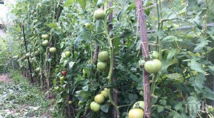 наплив безработни бачкат земеделието