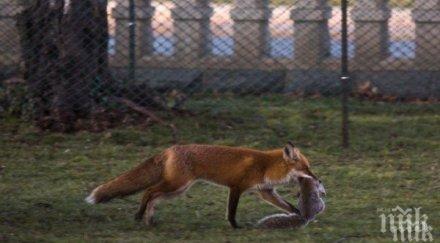 ваксинират лисиците бяс
