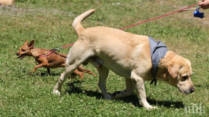 В Монтана ще разхождат кучета само с платена такса