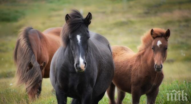 Разкриха кражба на расови коне край Чепеларе