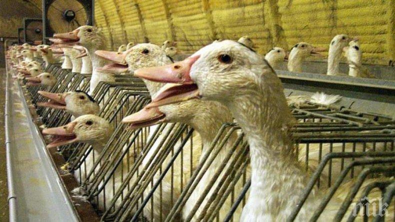 Франция спря вноса от България на фоа гра