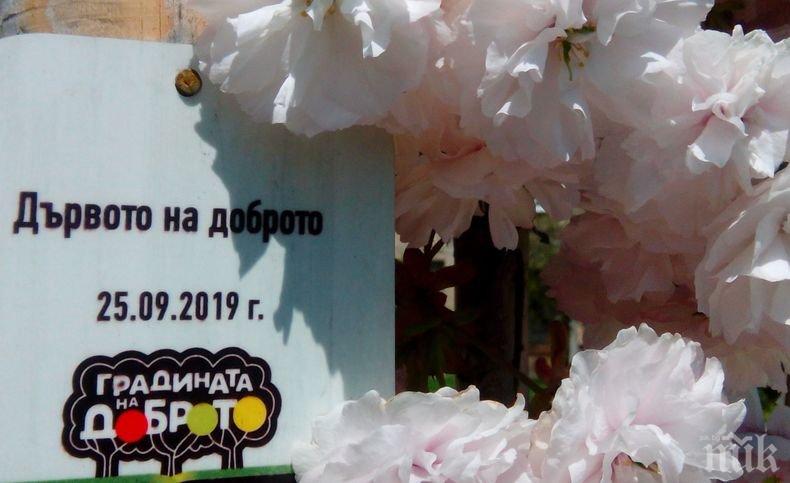 „Градината на доброто” разцъфна (СНИМКИ)