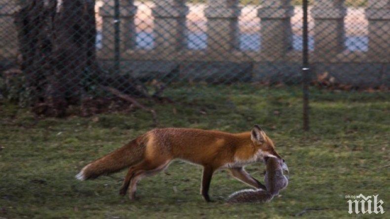 Ваксинират лисиците срещу бяс