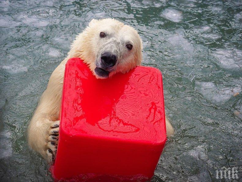 ФАТАЛНА ЛЮБОВ: Разгонен мечок уби женската си в руски зоопарк 