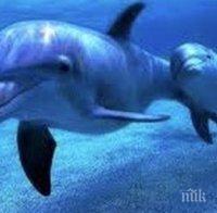 Есперти отсякоха: Приличаме си повече с делфините, отколкото с маймуните