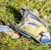 ЗЛОВЕЩА МИСТЕРИЯ: Защо падат мъртви птици от небето в Германия