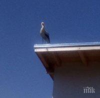 РОДОПСКА РАДОСТ: Щъркелът Гошко донесе 10 бебета в Смилян