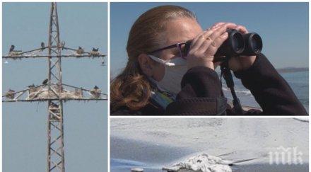 зловещо десетки мъртви птици намерени плаж бургас