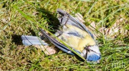 зловеща мистерия падат мъртви птици небето германия