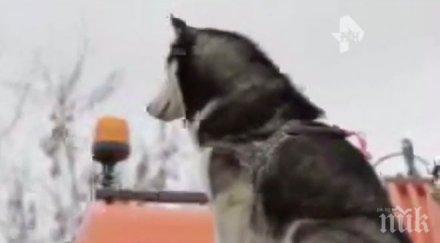 пращат съд годишен убиец хъски