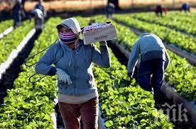 берачи ягоди тръгват англия доспатското село бръщен