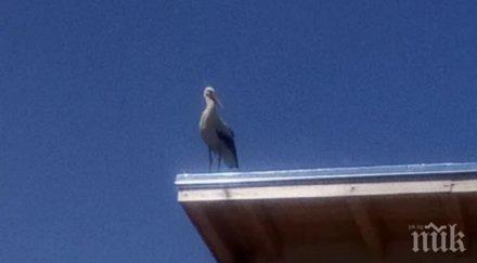 родопска радост щъркелът гошко донесе бебета смилян