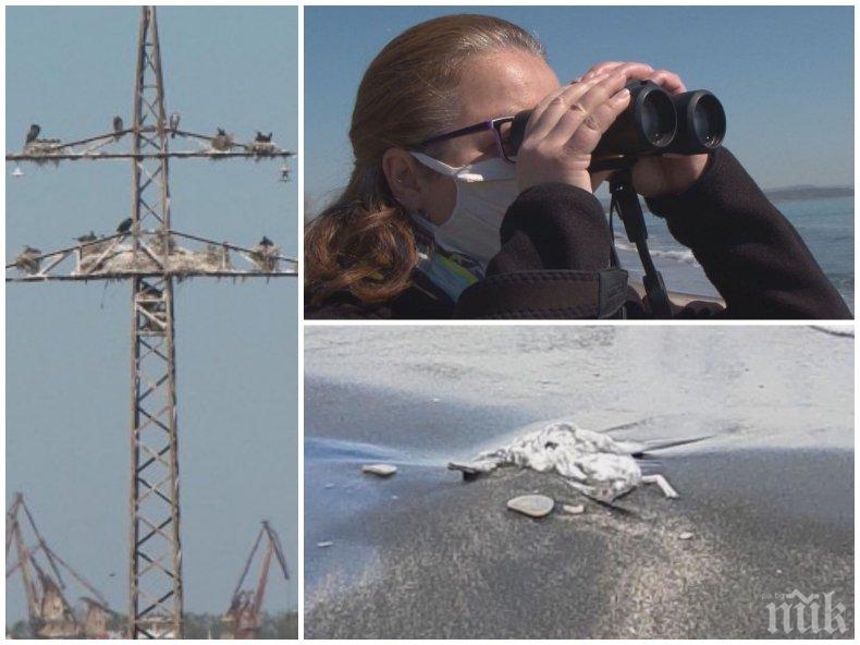 ЗЛОВЕЩО! Десетки мъртви птици намерени на плаж в Бургас