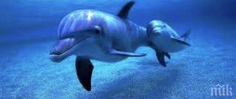 Делфините се обръщат един към друг с имена