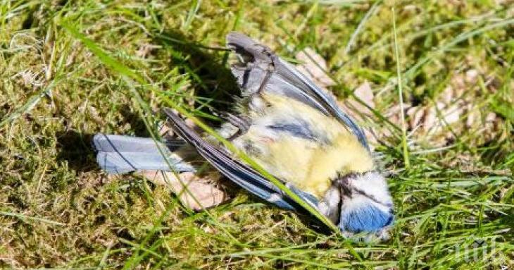ЗЛОВЕЩА МИСТЕРИЯ: Защо падат мъртви птици от небето в Германия